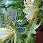 Epiphyllum Anguliger Fishbone Succulent Zig Zag Cactus Hanging Plant - 100 Seeds