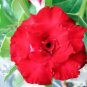 'Fire Fenghwang' Adenium Obesum Flower Seeds - 2 Seeds