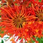 Firewheel Tree Stenocarpus sinuatis, ornamental perennial flowers - 2 Seeds