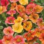 FOUR O'CLOCK MIX SEEDS ORGANIC BEAUTIFUL VIVID REDISH COLORED BLOOM - 20 Seeds