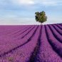 French Provence Lavender Bonsai Purple Flower Seeds - 100 Seeds
