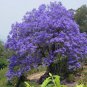 Genuine Purple Jacaranda Mimosifolia Tree Shrub - 20 Seeds