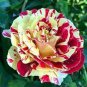 'George Burns' Striped Roses, ROSE BUSH YELLOW WITH BURGUNDY STRIPED - 200 Seeds