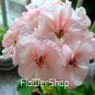 Geranium Bonsai Purely White to Light Pink Single Petals PlantSeeds (no soil) - 10 Seeds