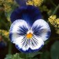 Giant Blue Pansy Seeds Herbs Trinity Hardy Plants Flowers - 60 Seeds