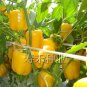 Giant Sweet Pepper Rose Red Black Yellow Whit - 200 Seeds