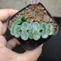 Haworthia Shinkirou Bonsai Black Succulent Plants - 5 Seeds