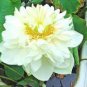Heirloom Bonsai White Nelumbo Nucifera Lotus Seeds - 1 Seeds