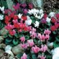 Heirloom Cyclamen Grandiflorum 'Lazer Mixed' F1 Seeds - 5 Seeds