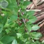 Heirloom Lime Basil (Ocimum Basilicum) Seeds - 20 Seeds