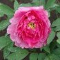 Heirloom Multi-petalled Pink Peony Tree 'Wu Zhi' Flower Seeds - 5 Seeds