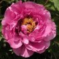 Heirloom 'Ni Hong Huan Cai' Red Golden Rare Peony Plant Flower - 5 Seeds