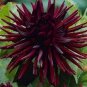 Heirloom 'Nuit d'Ete' Dark Red Dahlia Perennial Flower - 20 Seeds
