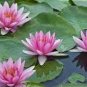 Heirloom Office Desk Small Pink Water Lily - 1 Seeds