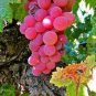 Heirloom Pink Hongti Grape Organic - 15 Seeds