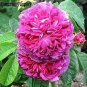 Heirloom Pink Rose Bush Flower - 50 Seeds