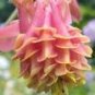 Heirloom Rare Beautiful Purely Pink Aquilegia Columbine Flowers - 50 Seeds