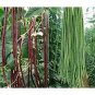 Heirloom Red Long Cowpea Vegetable Hybrid - 15 Seeds