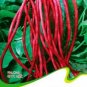 Heirloom Red Long Cowpea Vegetable Hybrid - 15 Seeds