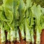 Heirloom Red Skin Asparagus Lettuce Vegetables - 30 Seeds