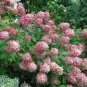 Hydrangea Light Pink Big Blooms Flowers - 15 Seeds