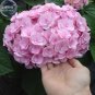 Hydrangea Light Pink Big Blooms Flowers - 15 Seeds