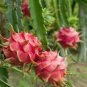 Hylocereus Undatus Red Dragon Fruit - 15 Seeds