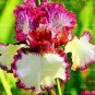 Iris tectorum Seeds - Red Rose Red White Colorful Flowers - 20 Seeds