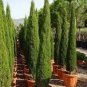 Italian Cypress Tree Seeds Cupressus Sempervirens Home Garden Bonsai Planting - 50 Seeds