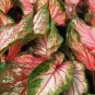 Japanese Caladium Seeds Mixed 9 Varieties of Plants - 50 Seeds