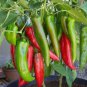 Jintai jin Jiao 1.0 Red Pod Pepper Chili Vegetable Seeds - 5 Seeds
