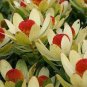 Leucadendron STROBILINUM Garden Ornamental Plants - 5 Seeds