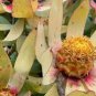 Leucadendron TINCTUM Garden Ornamental Plants - 5 Seeds