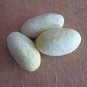 Miniature Sweet White Cucumber Cucumis Sativus - 10 Seeds