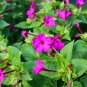 Mirabilis Jalapa Purple Four O'clock Perennial Flower - 20 Seeds
