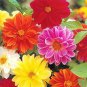 Mix Dahlia Hybrida Dwarf Dahlia Flowrs - 30 Seeds