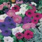 Mix Petunia Splendid in hanging baskets and containers - 120 Seeds