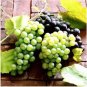Mixed 6 Varieties of Grape - 15 Seeds