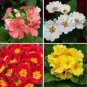 Mixed 9 Types of Evening Primrose - 30 Seeds
