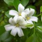 Murraya Paniculata Orange Jessamine Evergreen Plant - 5 Seeds