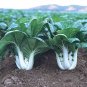 Pak Choi White Stem Chinese Cabbage - 200 Seeds