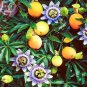 Passiflora Caerulea Passion Fruit Flowers - 30 Seeds