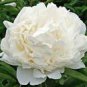 Peony Purely White Cream White Flower - 5 Seeds