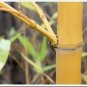 Phyllostachys Viridis 'Sulfurea' Yellwo Green Striped Bamboo - 30 Seeds