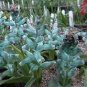piece Lachenalia Virdiflora Seeds - 1 Seeds