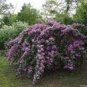 'Qi pai' Purple Big Blooms Rose Tree - 50 Seeds