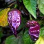 Rare Black Scorpion Tongue Chili Pepper Organic - 50 Seeds