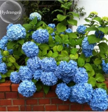 Rare Blue Bonsai Hydrangea Flower Perennial Plant - 15 Seeds