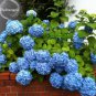 Rare Blue Bonsai Hydrangea Flower Perennial Plant - 15 Seeds