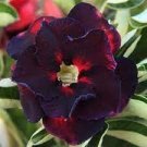 Rare Brown Black Adenium Desert Rose with Fire Red Heart Flower - 2 Seeds